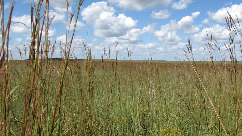 Prairie grass and cloudy sky