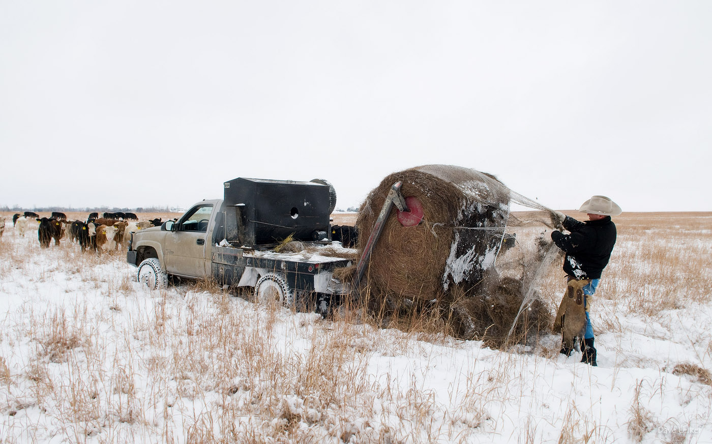 A winter feeding livestock during a snow-bound winter