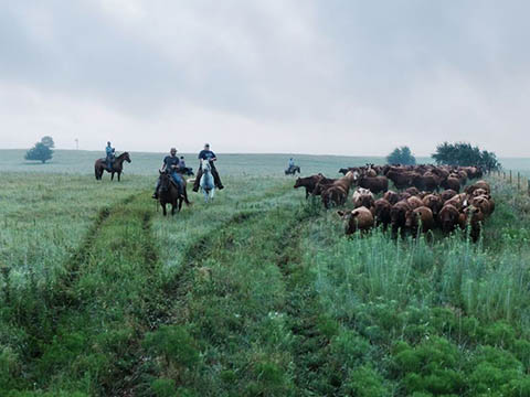 Cattle drive with cowboys on horseback 