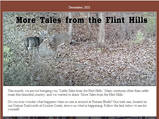 Header of our December newsletter showing deer on a meadow