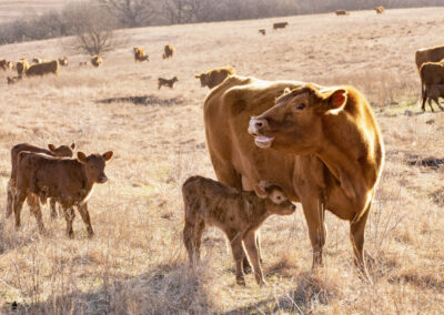 Cow and three recently born calves
