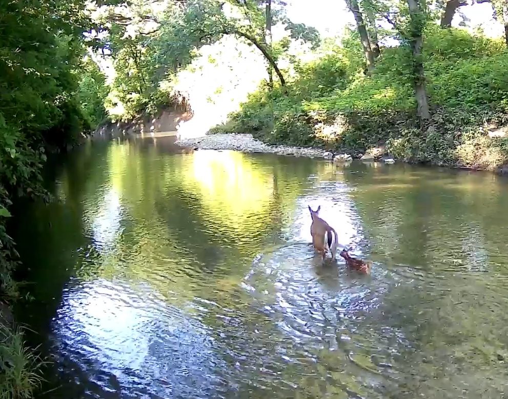Doe and fawn wading in creek waters