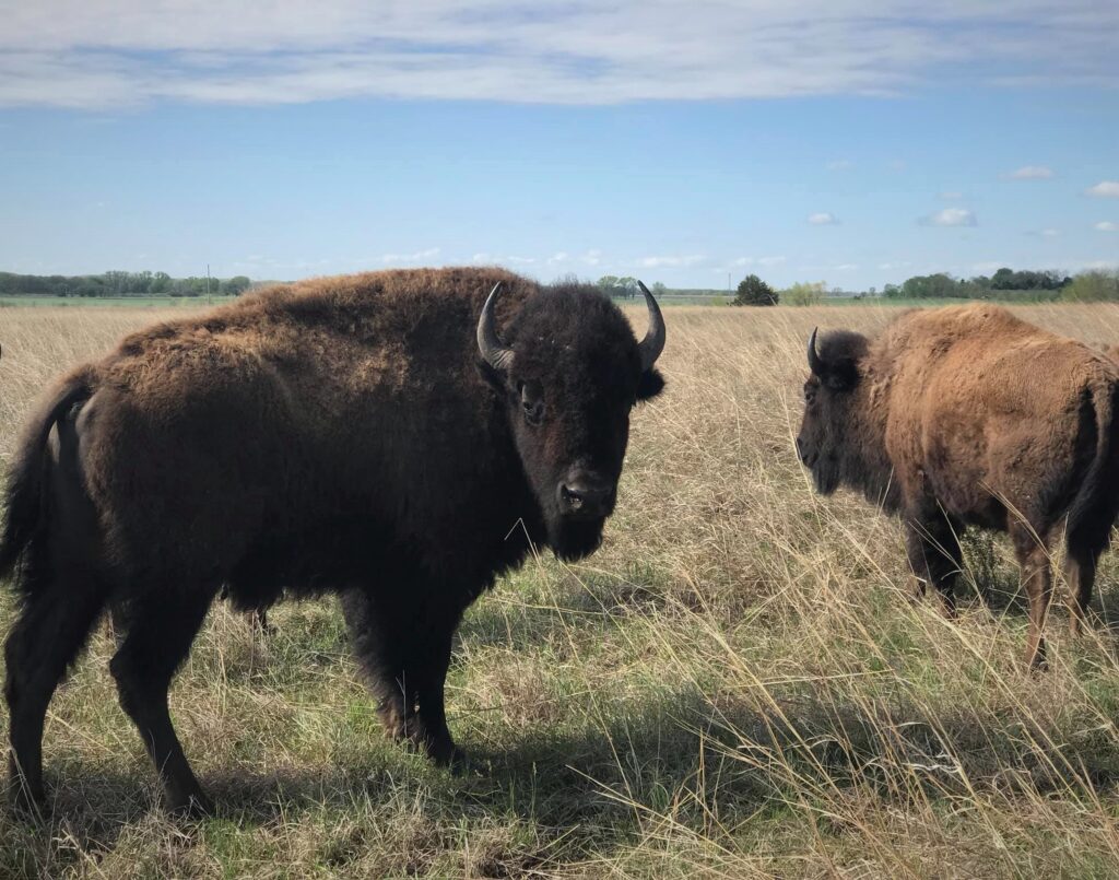 Image of two bison on the prairie