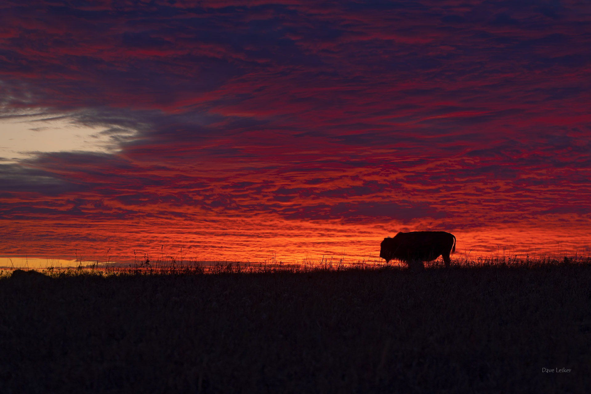 Lone bison on horizon at sunset