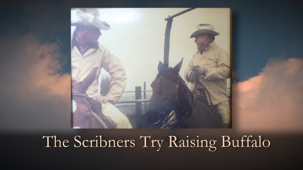The Scribners Try Raising Buffalo